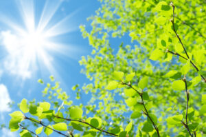 Spring natural background with young birch leaves